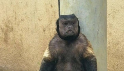 合肥一动物园“国字脸猴子”走红，工作人员：它的长相在黑帽悬猴中属于“美男子”