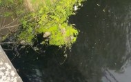 “比厕所的水还臭”，湖北云梦县现一条10公里长黑臭河流？当地：已成立专班处理