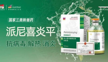 仔猪跌破成本线VS猪价喜迎7连涨，市场价格冰火两重天！后市怎么看？【派尼生物特约·数说猪业】