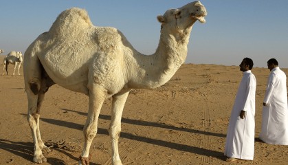 沙特外汇管制政策分析：跨境交易需注意哪些风险点