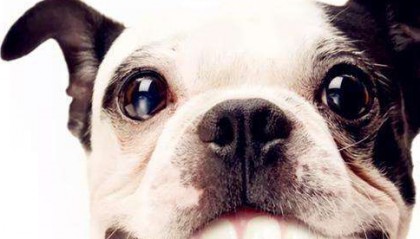 狗狗换牙期需要注意些什么？