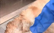 金毛餐馆蹭空调避暑遭殴打后死亡，主人公布最新处理结果：店家不接受调解，自己准备起诉