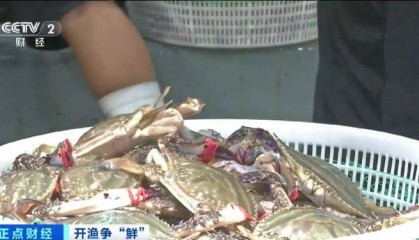大连“开海”首个周末，海鲜价格走势如何？记者探访→
