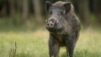 五问五答：频频“肇事”上热搜，野猪“撒野”怎么办？