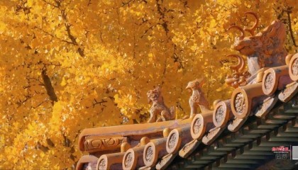 银杏金黄！铺满焦作的秋天！
