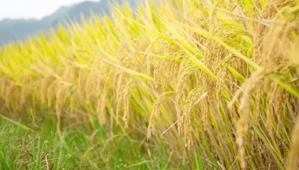 院士是什么和什么级别