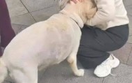 青岛一只拉布拉多犬走失三月后，长沙街头被网友发现并收留，目前犬只已被送回犬主身边