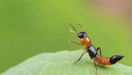 “飞行的硫酸”，来了
