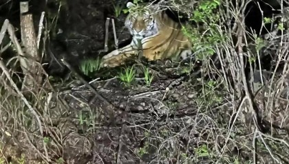 吉林一男子夜驾与东北虎隔窗对视，林业局：村里有牛被咬死，保险公司会理赔