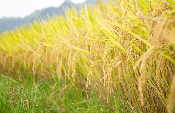 院士是什么和什么级别