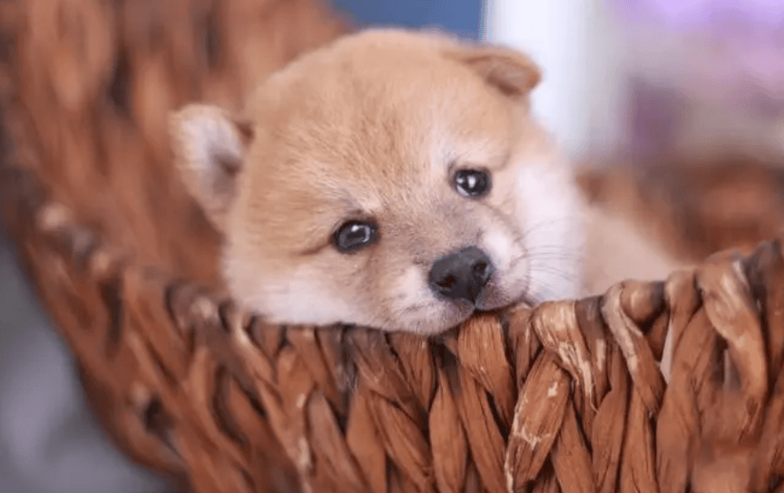 选购幼犬需要注意些什么？