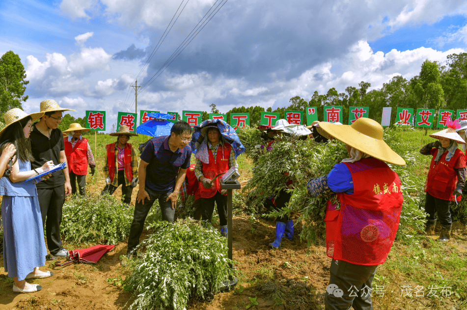 百千万工程 | 开镰！茂南区镇盛镇南艾产业发展初见成效