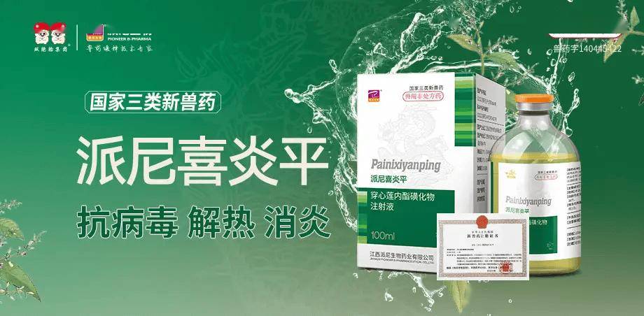 仔猪跌破成本线VS猪价喜迎7连涨，市场价格冰火两重天！后市怎么看？【派尼生物特约·数说猪业】