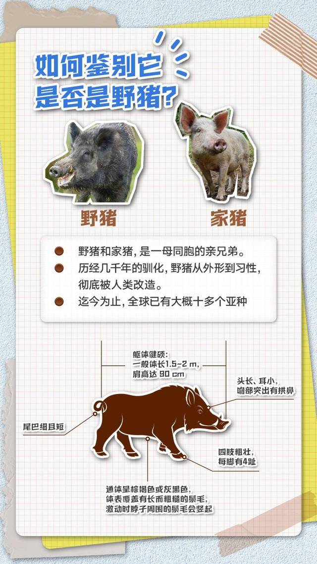 五问五答：频频“肇事”上热搜，野猪“撒野”怎么办？