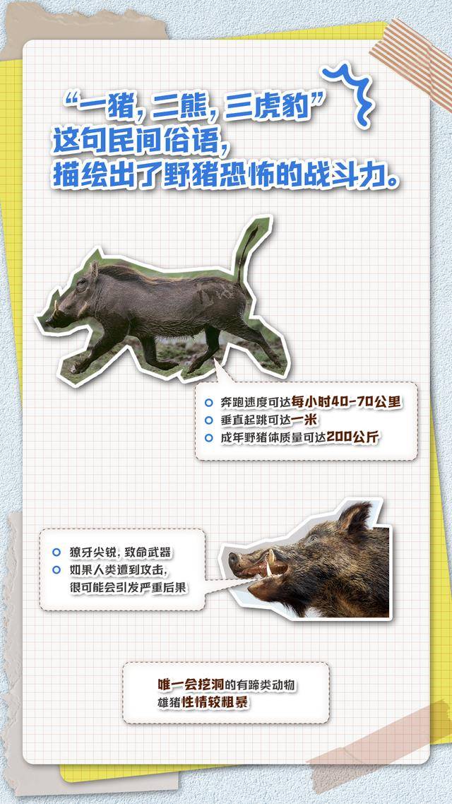 五问五答：频频“肇事”上热搜，野猪“撒野”怎么办？