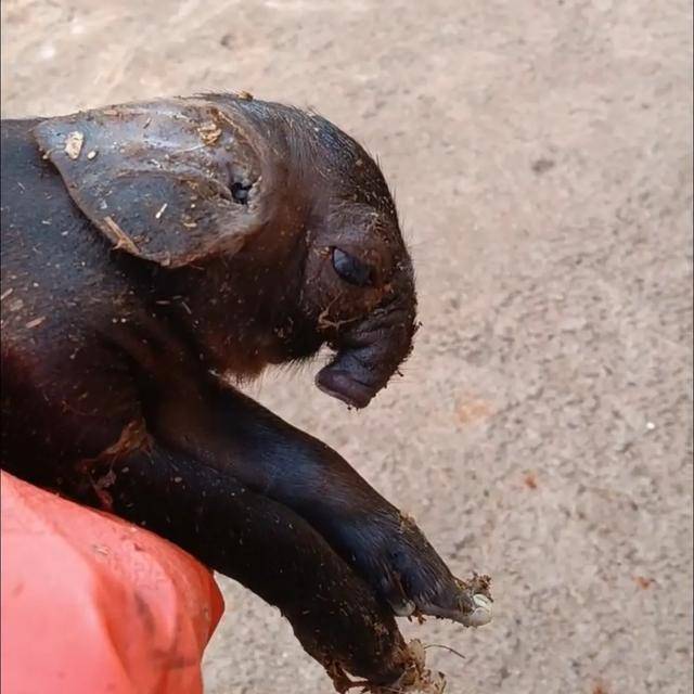 猪生象？云南一母猪诞下两只猪仔形似大象，专家回应
