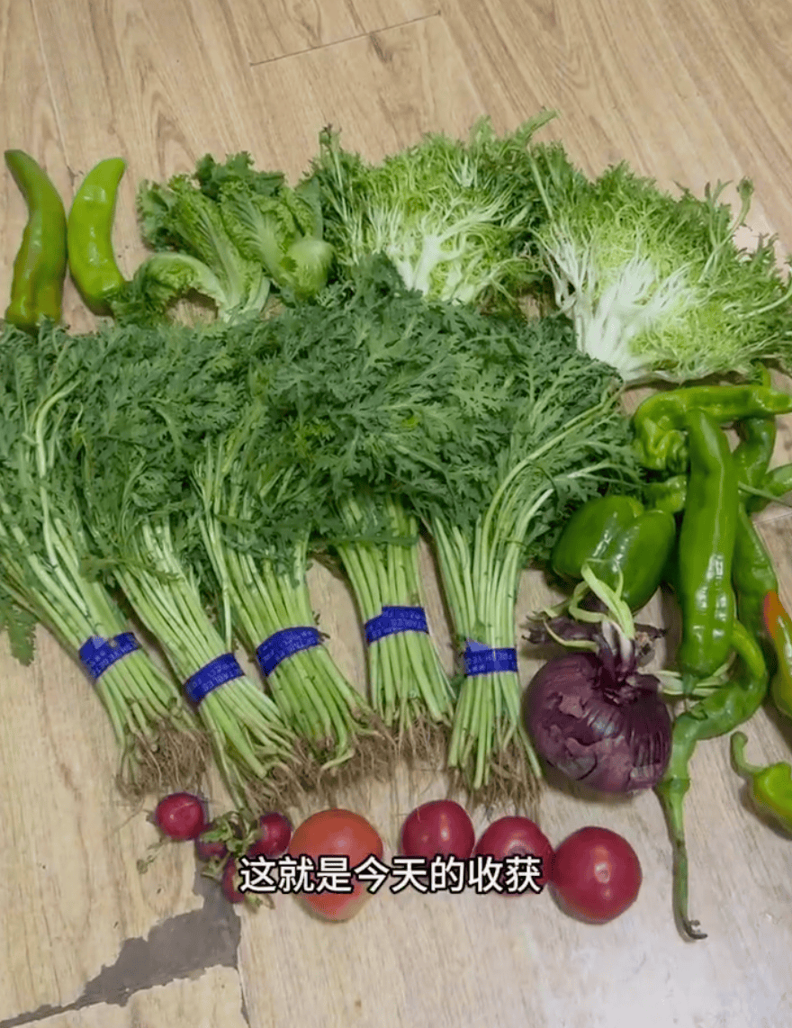 去新发地捡菜的北京中产，有多疯？？？
