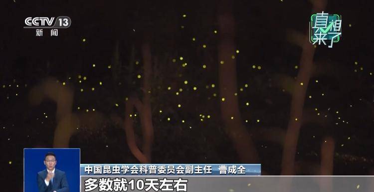 网传萤火虫濒临灭绝，是真的吗？
