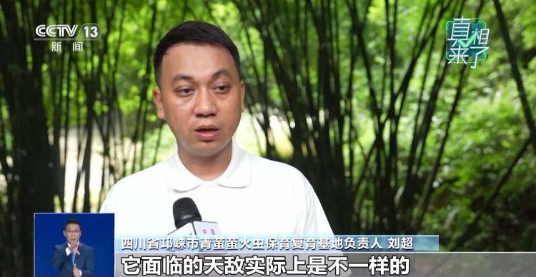 网传萤火虫濒临灭绝，是真的吗？