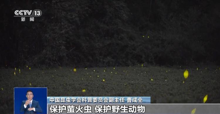 网传萤火虫濒临灭绝，是真的吗？