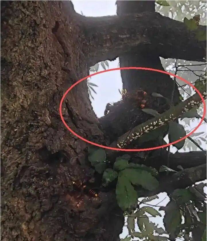 4名游客景区内遭马蜂袭击，旅游度假区：是森林公园不卖门票，蜇伤先就医后提供证据投诉