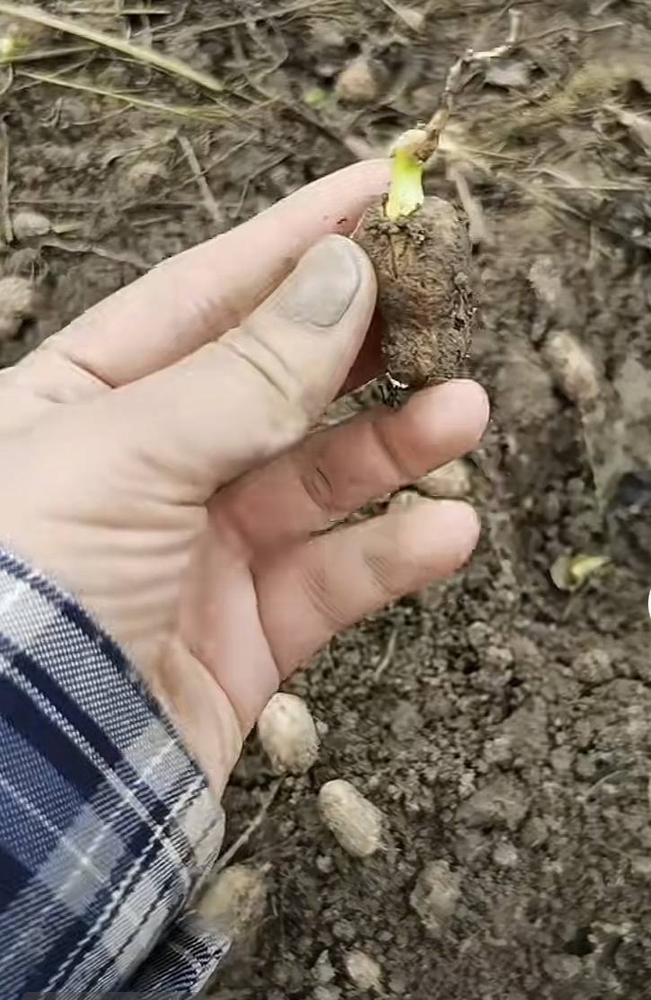 夏旱之后又秋涝，一位河南农户的花生抢收战