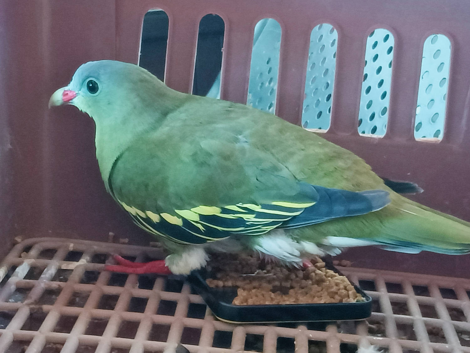 厚嘴绿鸠现身保山来凤山森林公园