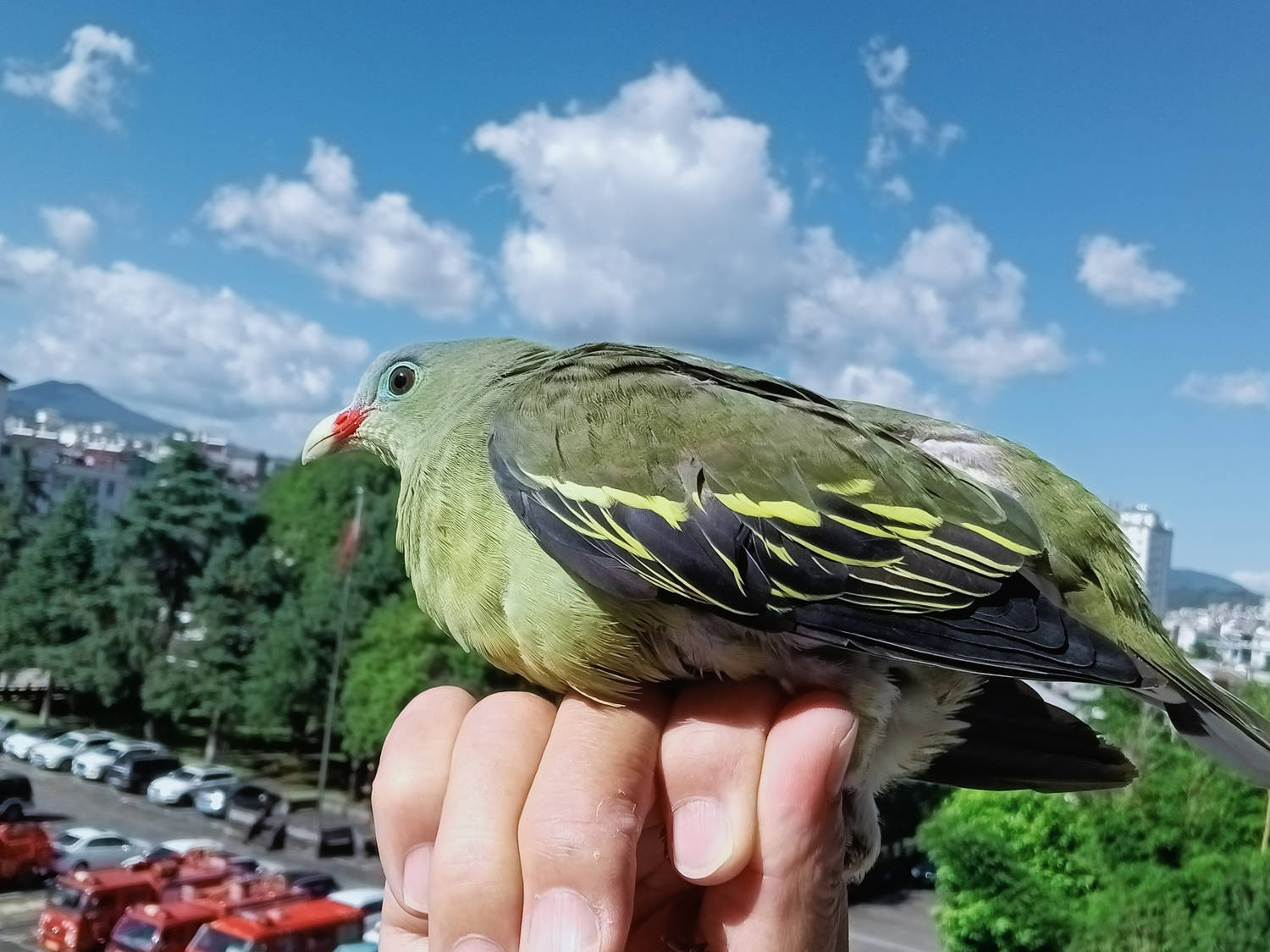 厚嘴绿鸠现身保山来凤山森林公园