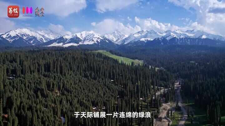“县”在起笔 青绿绘江山丨天山映翠处，云杉碧水共新生