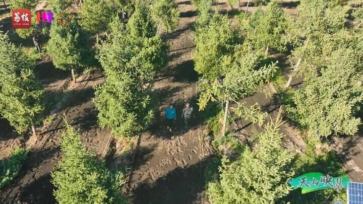 “县”在起笔 青绿绘江山丨天山映翠处，云杉碧水共新生