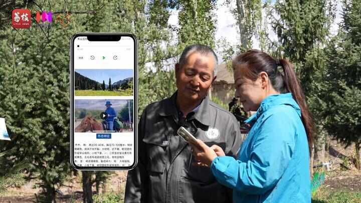 “县”在起笔 青绿绘江山丨天山映翠处，云杉碧水共新生