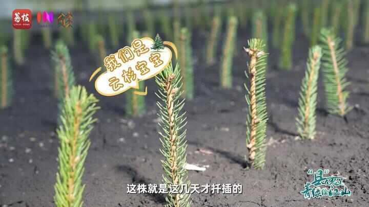 “县”在起笔 青绿绘江山丨天山映翠处，云杉碧水共新生