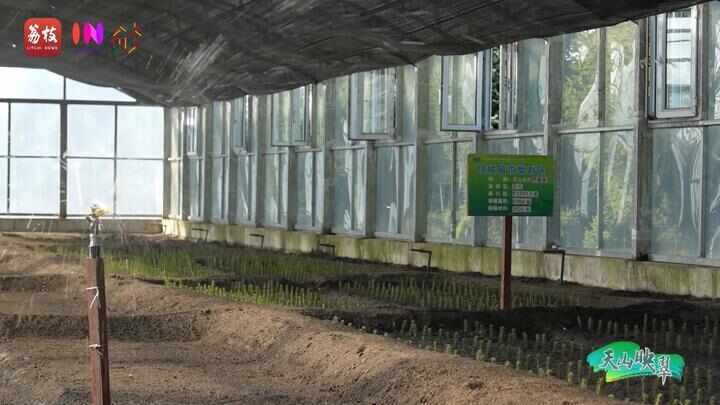 “县”在起笔 青绿绘江山丨天山映翠处，云杉碧水共新生