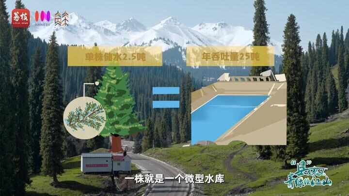 “县”在起笔 青绿绘江山丨天山映翠处，云杉碧水共新生