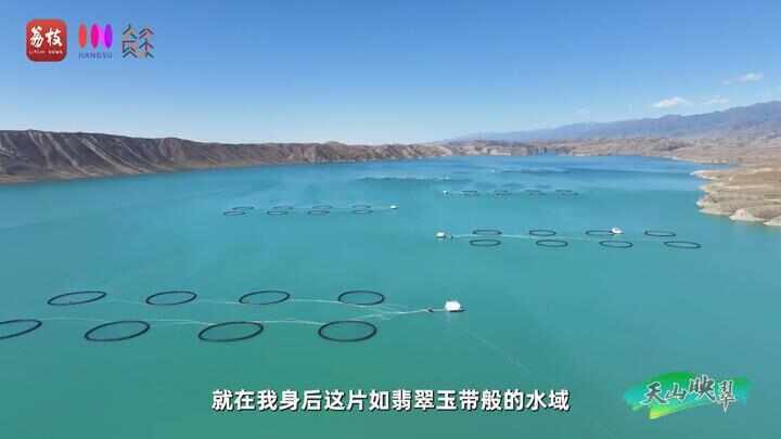 “县”在起笔 青绿绘江山丨天山映翠处，云杉碧水共新生