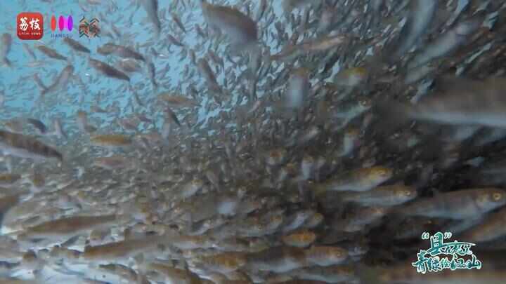 “县”在起笔 青绿绘江山丨天山映翠处，云杉碧水共新生