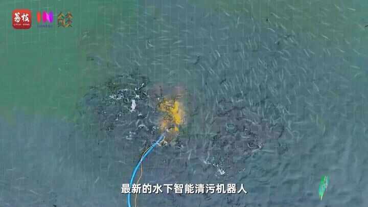 “县”在起笔 青绿绘江山丨天山映翠处，云杉碧水共新生