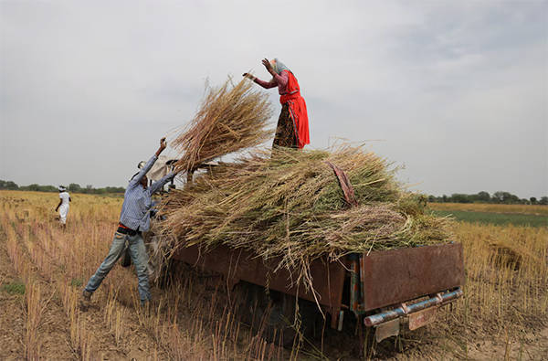 英媒：中国采购量破纪录，推动印度油菜籽种植面积创历史新高