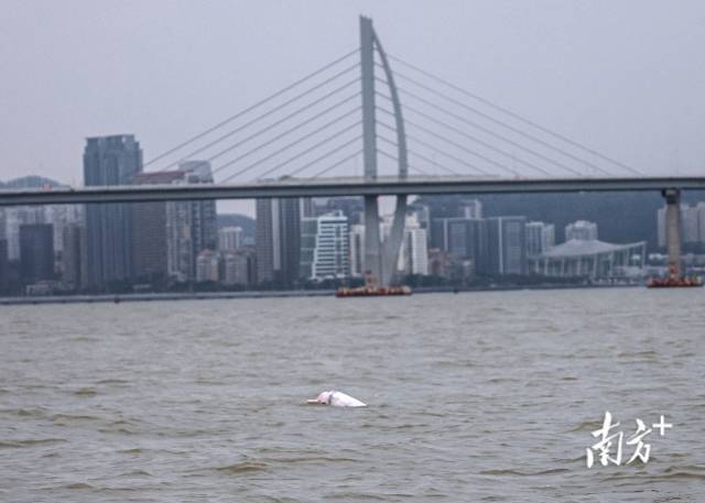 “喜洋洋”“乐融融”本尊现身！中华白海豚畅游港珠澳大桥为十五运会助阵