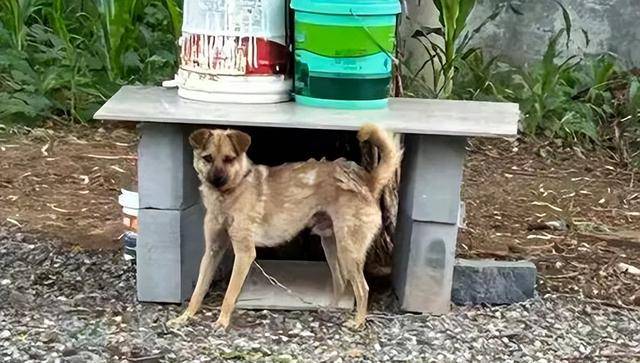 狗咬人被摔死,狗主人上门理论被反杀